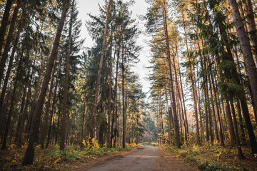 Forest road leading to a wooden house. Rays of sunlight shine through the branches of trees.