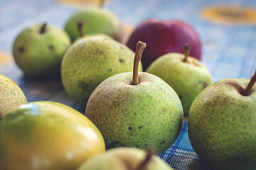 Home-grown pears lie on the tablecloth. Harvest pears and apples in a country house. Side view, selective focus close up