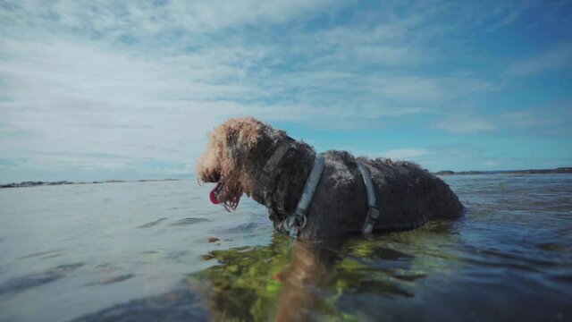 dog on the beach