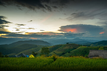 Fototapeta premium CAmping in the Rice fields at Thailand