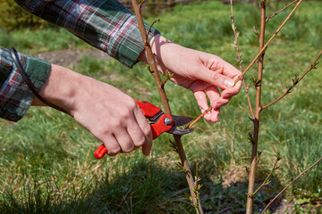 Pruning of trees by secateurs.