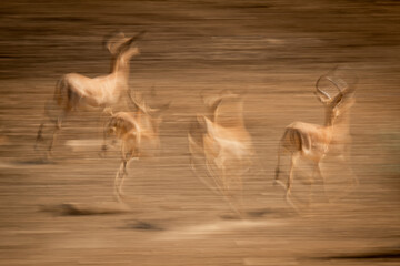 Abstract slow pan of common impalas galloping