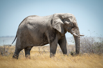 African bush elephant ambles through long grass