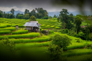 Rice field in Thailand