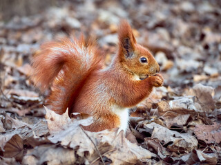 Cute squirrel in the park.