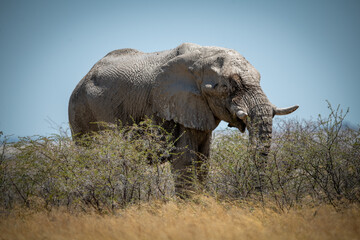 Fototapeta premium African bush elephant stands feeding on thornbushes