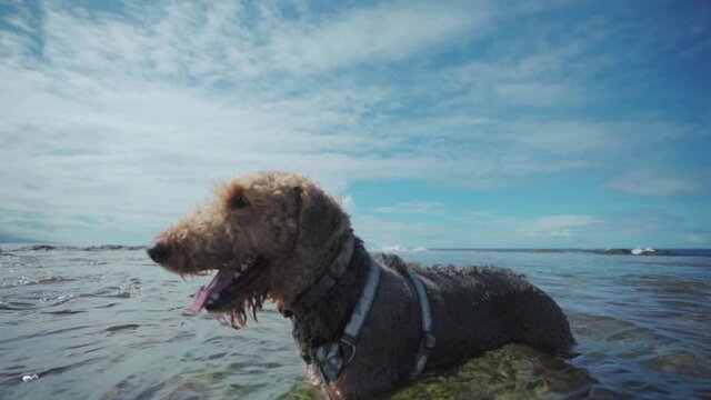 Airedale in Ocean