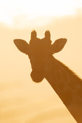 Backlit southern giraffe head facing camera