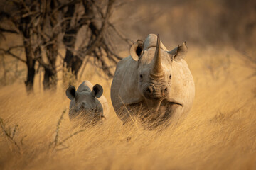 Black rhino and baby stand facing camera - obrazy, fototapety, plakaty
