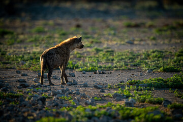Backlit spotted hyena stares over rocky pan