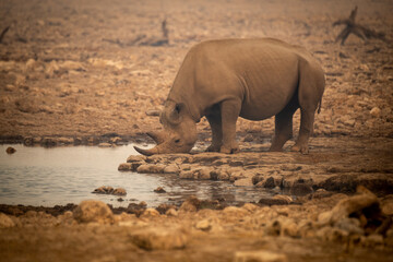 Black rhino drinks from waterhole in haze