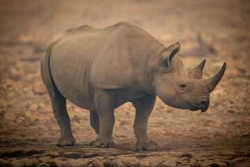 Black rhino stands among rocks watching camera