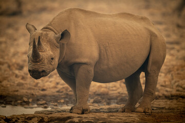 Obraz premium Black rhino stands beside waterhole watching camera
