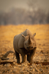 Black rhino stands among rocks eyeing camera