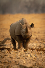 Black rhino stands facing camera among rocks