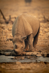 Black rhino stands drinking from rocky waterhole © Nick Dale