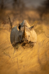 Black rhino stands in grass facing camera - obrazy, fototapety, plakaty