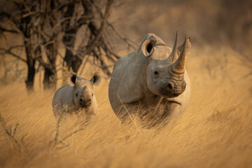 Black rhino stands in grass with baby