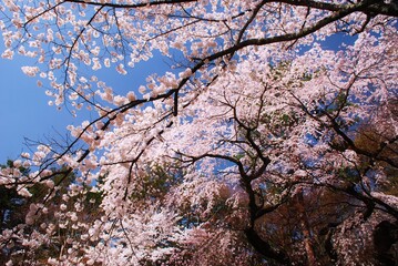青空に映える満開の桜