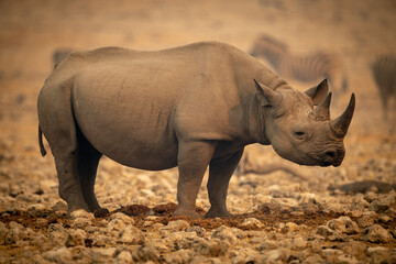 Obraz premium Black rhino stands in profile near zebras