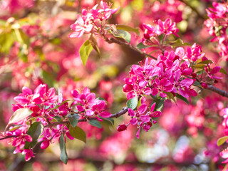 Fototapeta na wymiar Blooming apple flowers in the park.