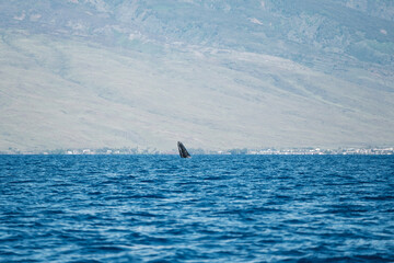 Obraz premium a sailboat in the ocean