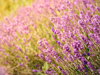 Fototapeta premium Soft focus on lavender flowers.