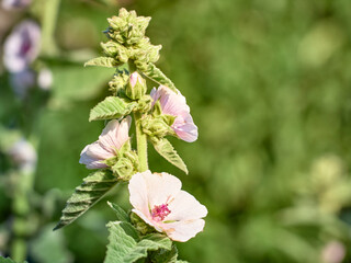 Wild flower Althaea officinalis in the garden.