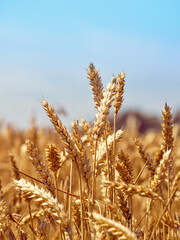 Golden ripe ears of wheat.
