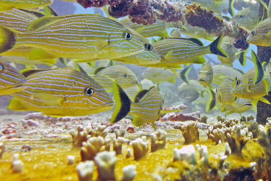 Grunt school on wreck