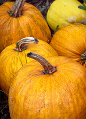 Orange autumn pumpkins on the farm.