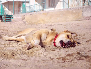 Active dog playing on the beach