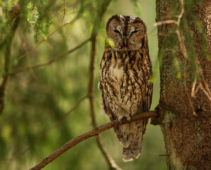 Tawny owl