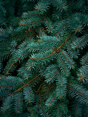 Background of Christmas tree branches.