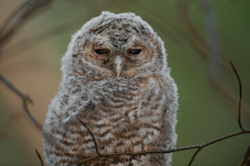 Tawny owl