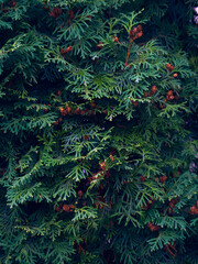 Green thuja tree branches background.