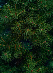 Naklejka na ściany i meble Background of Christmas tree branches.