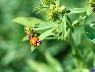 Lady bug sitting on a green leaf.