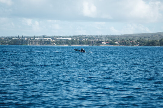 a whale in the water