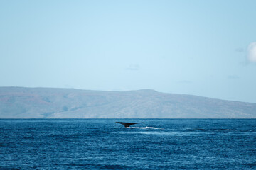 Obraz premium a whale jumping out of the water