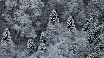 Winter descends easily from the mountains. The first snow on the fir trees in the middle of the forest