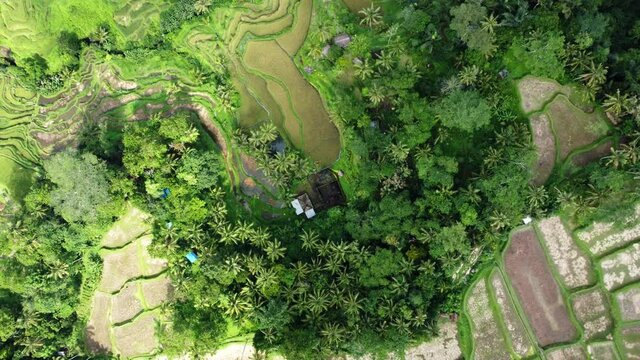 aerial minimalist nature wild footage drone ascend jungle rice field green land terraces