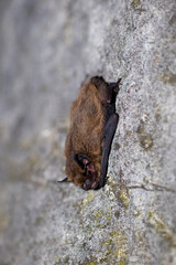 Eine Zwergfledermaus hängend an einer  Felswand in der Seitenansicht