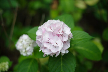 Obraz premium 紫陽花 hydrangea 