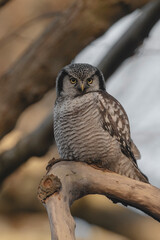 Northern hawk-owl