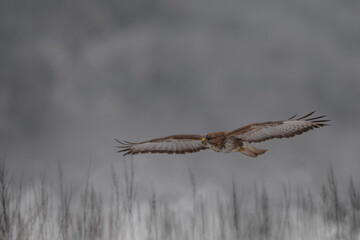 buzzard in flight
