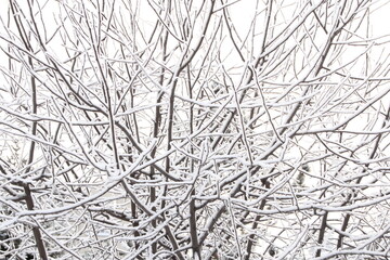 Tree branches in the fluffy snow.