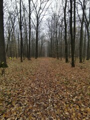 Obraz premium autumn in the forest