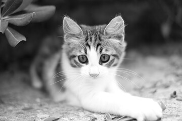 a cat with a rabbit head