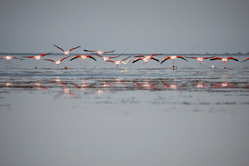hundreds of migratory birds in the miankaleh wetland area in nothern Iran